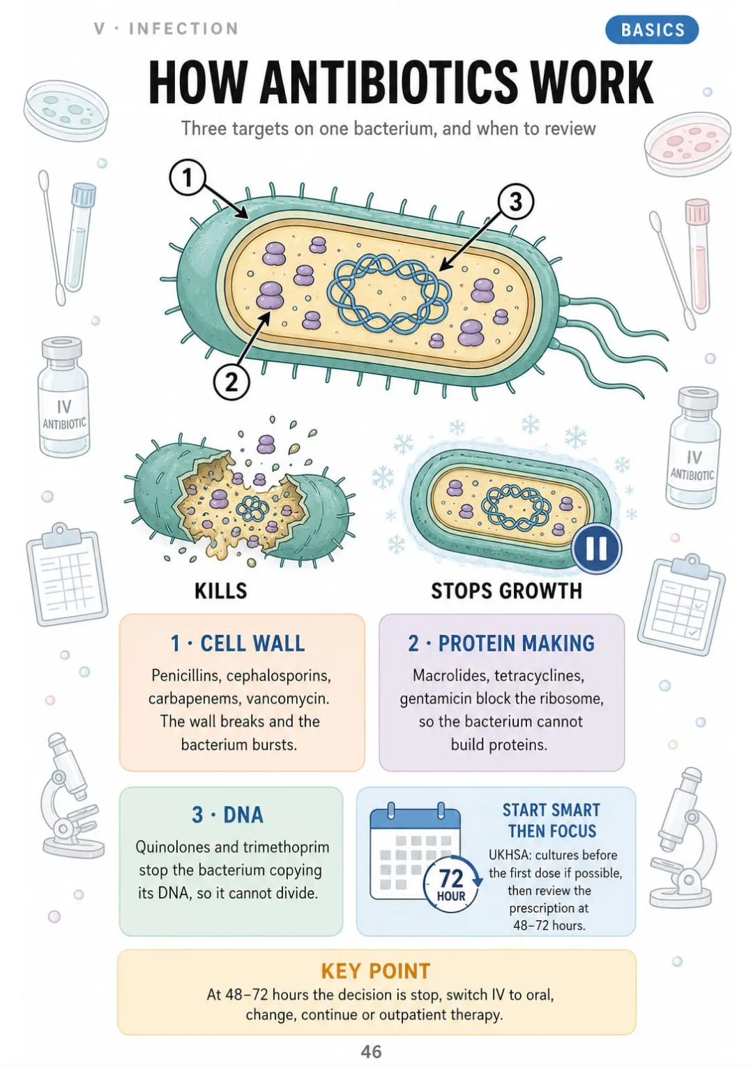 Cell wall, protein, DNA: the three targets and the 48–72 hour review.