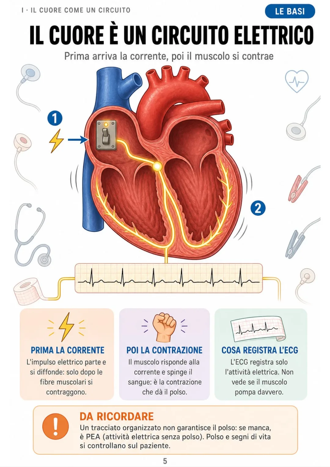 L'ECG registra la corrente, non la contrazione: per questo esiste l'attività elettrica senza polso.