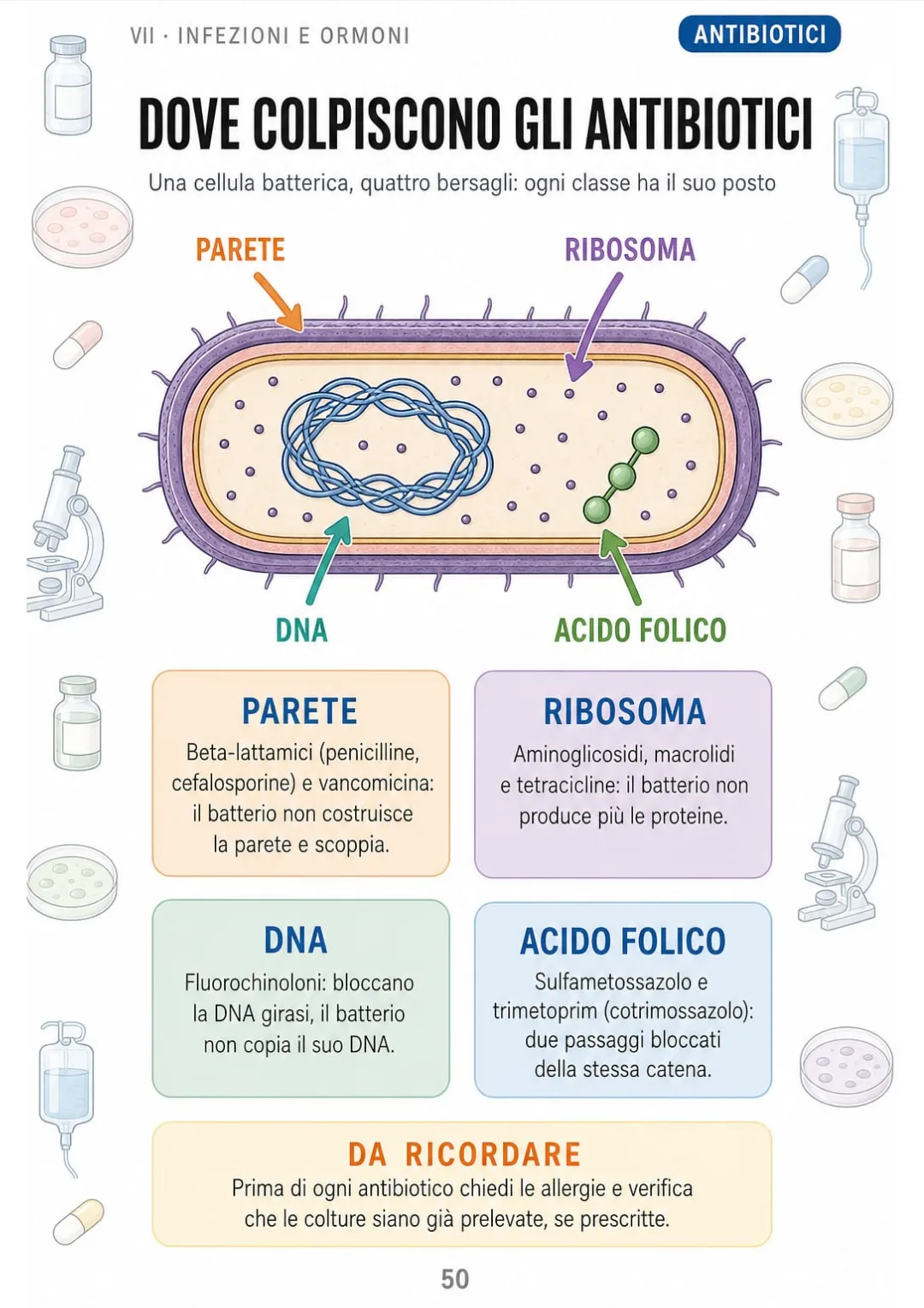 Parete, ribosoma, DNA, acido folico: le classi di antibiotici su una sola cellula batterica.