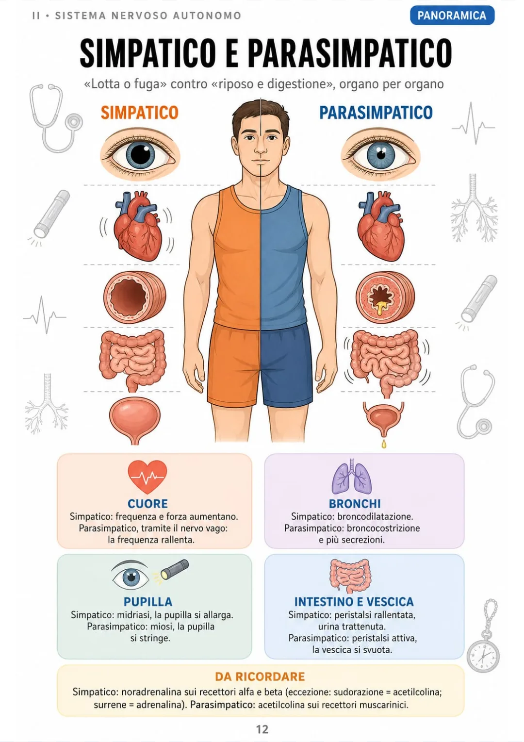 Cuore, bronchi, pupilla, intestino e vescica: simpatico e parasimpatico in un unico disegno a specchio.