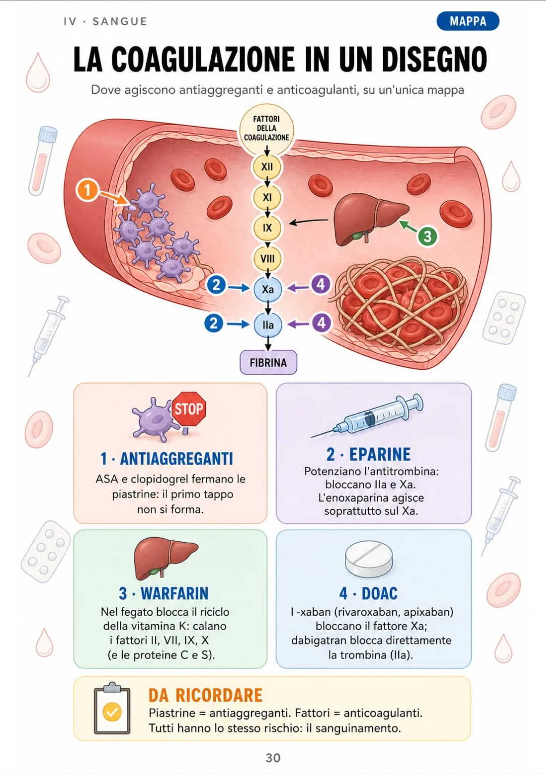 Antiaggreganti sulle piastrine, eparine, warfarin e DOAC sui fattori: un solo disegno.
