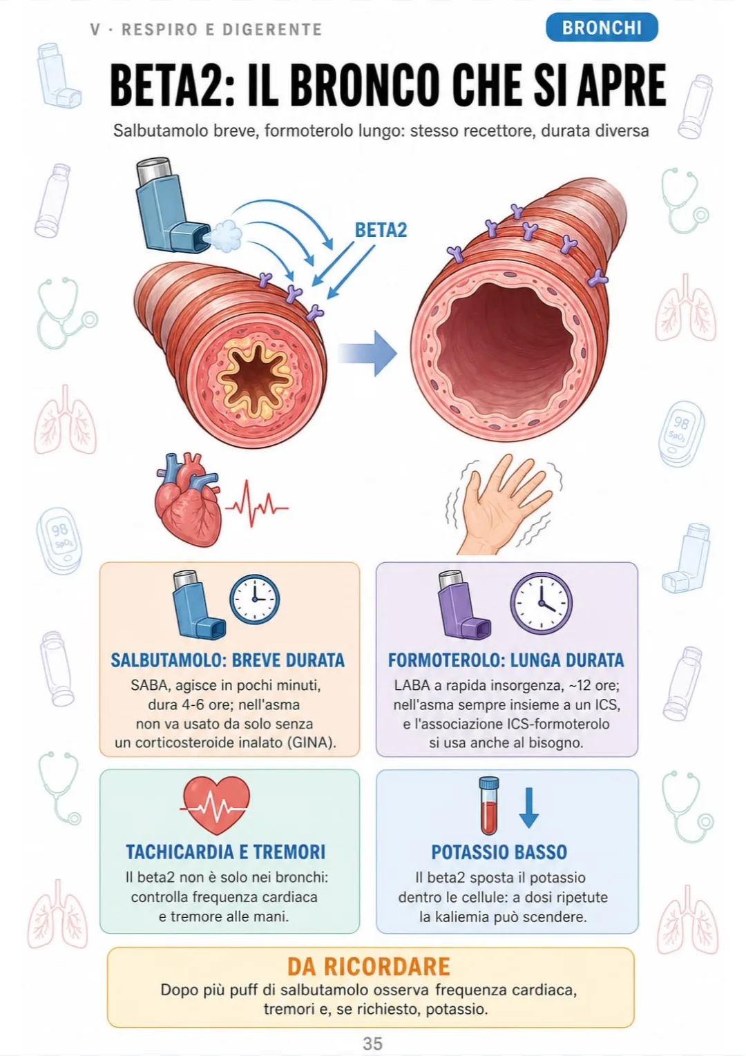 Salbutamolo 4-6 ore, formoterolo 12 ore: stesso beta2, da osservare tachicardia e potassio basso.