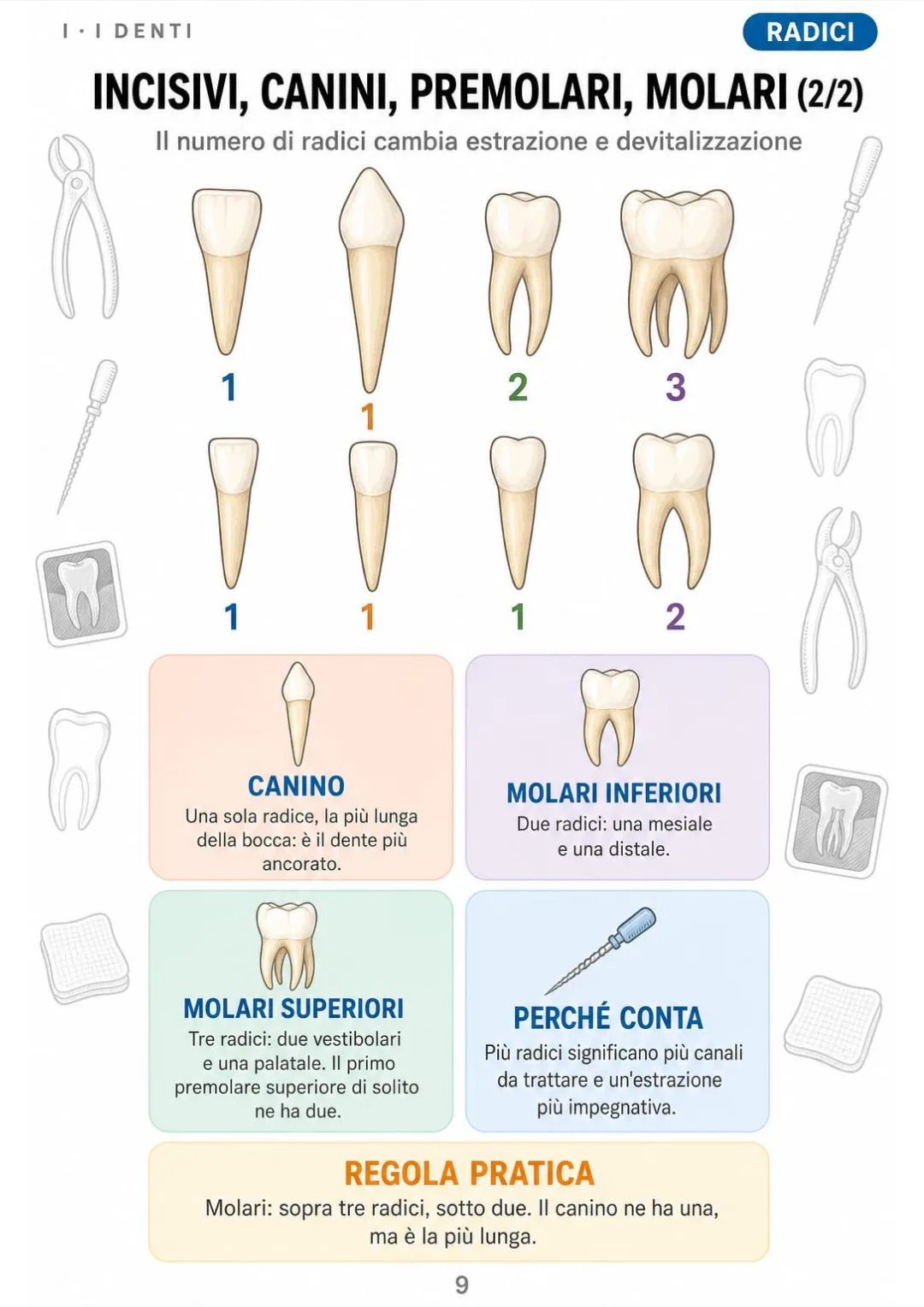Il numero di radici dente per dente: canino il più lungo, molari superiori con tre
