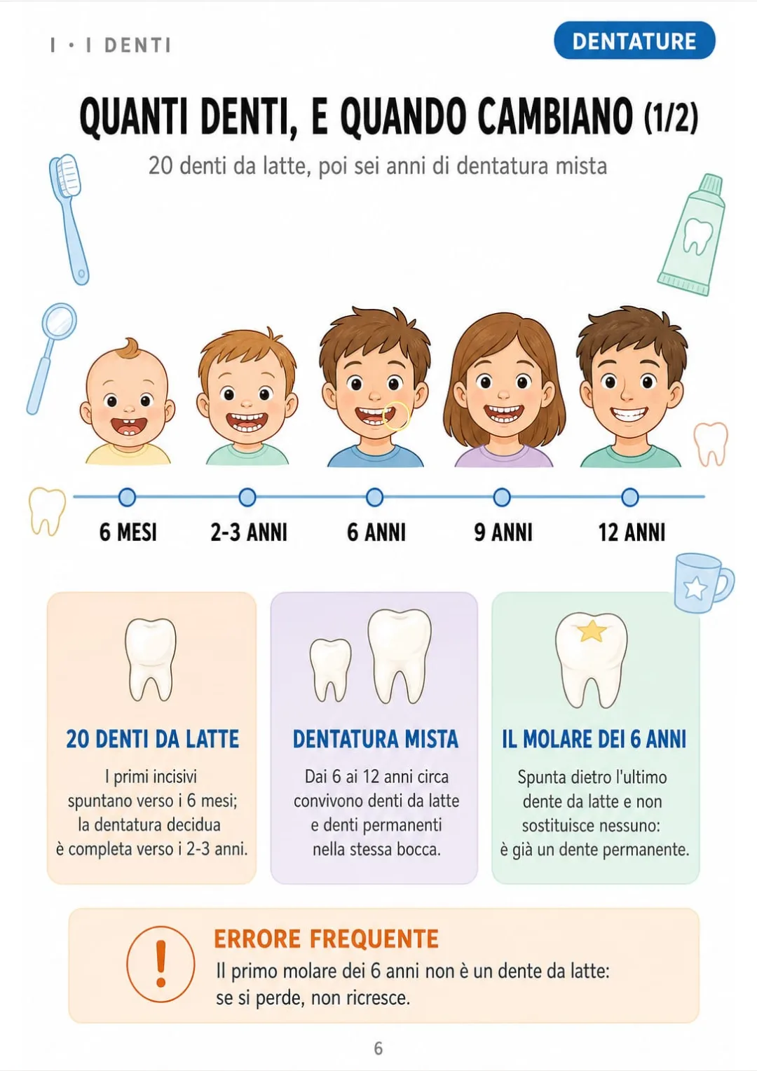 20 denti da latte, dentatura mista 6-12 anni e il primo molare permanente verso i 6 anni