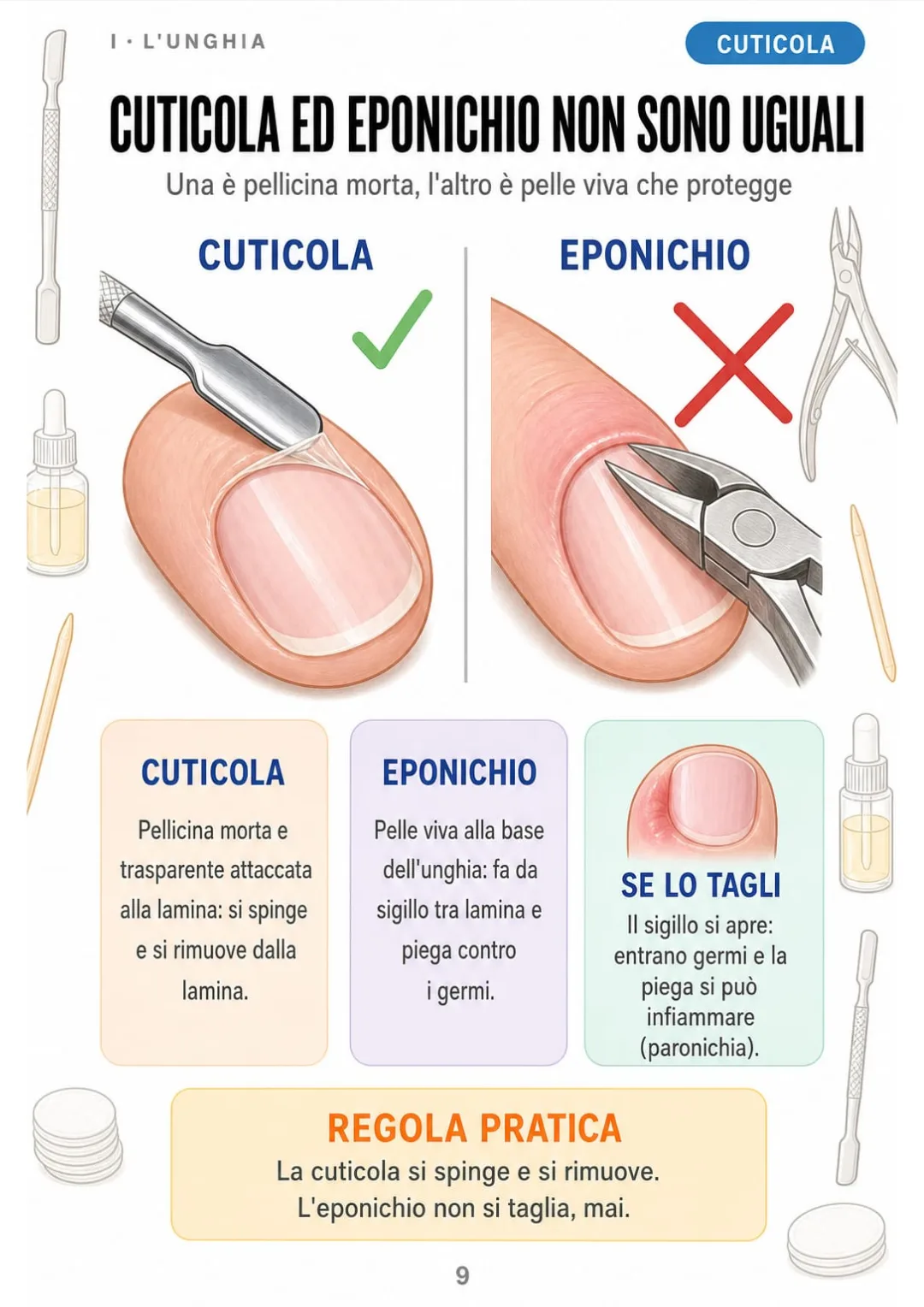 Cuticola morta sulla lamina, eponichio vivo che sigilla: due cose diverse.
