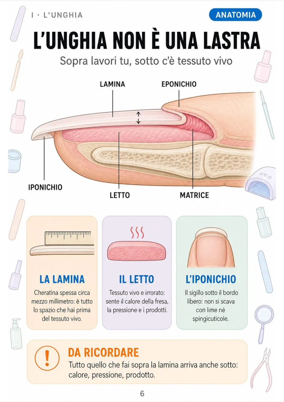 Il dito in sezione: lamina di circa 0,5 mm appoggiata su un letto vivo.