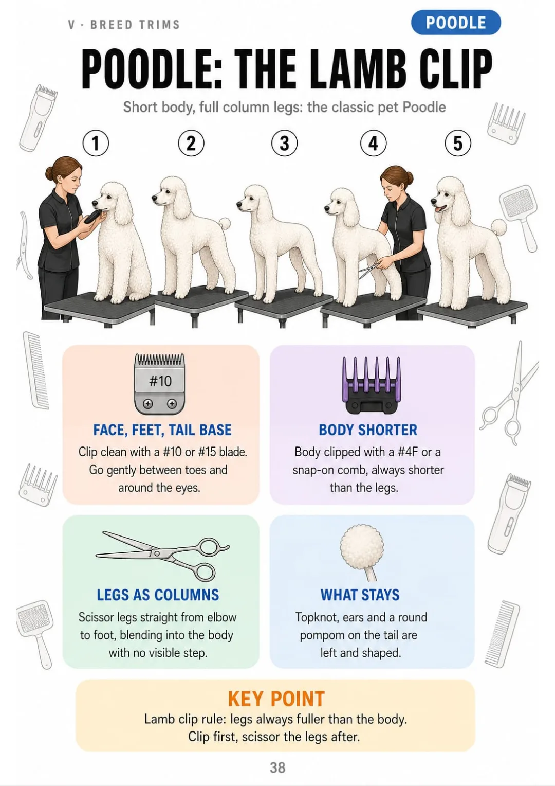 Poodle lamb clip: #10/#15 on face and feet, #4F body, legs scissored into columns
