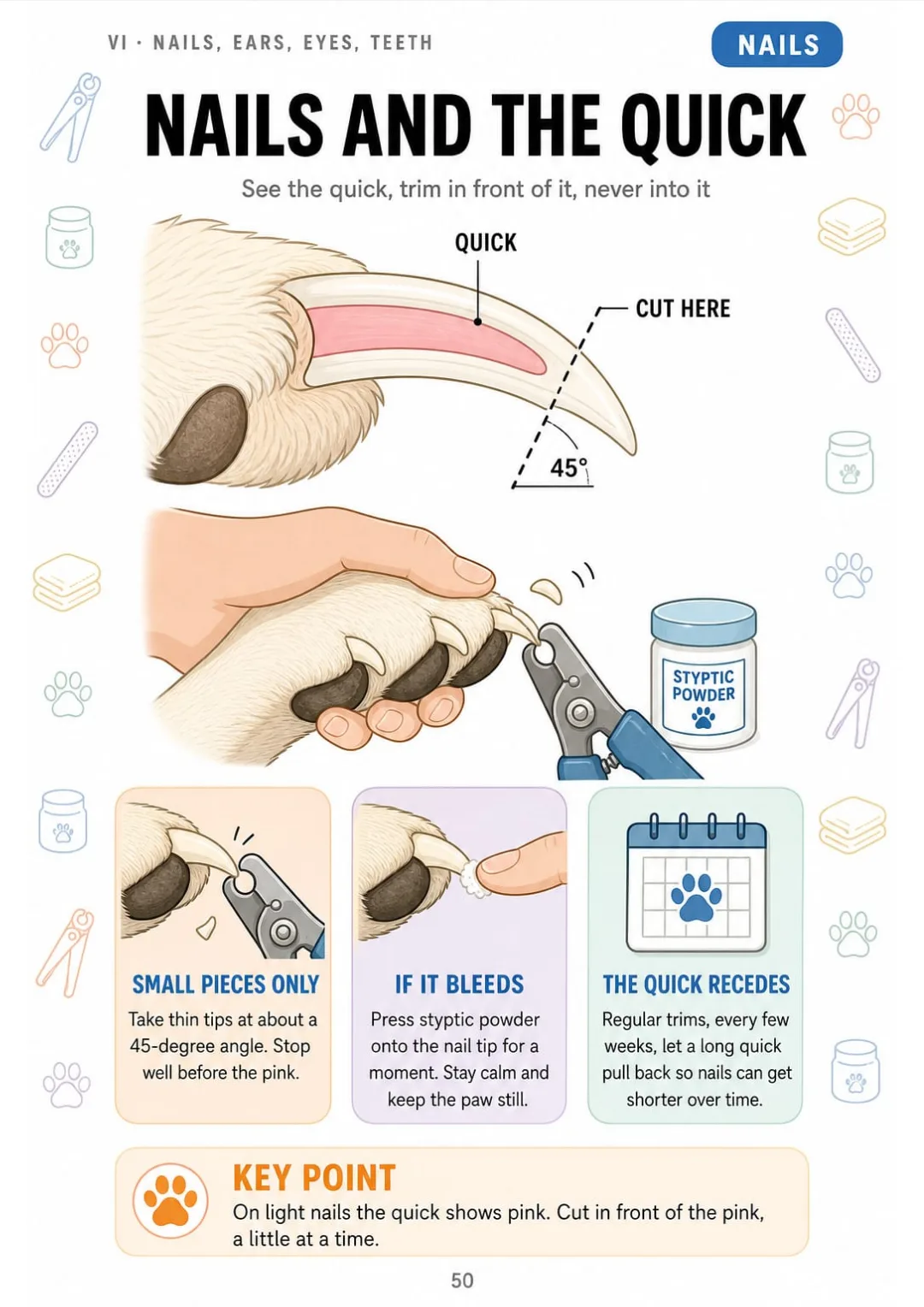 Light nail cross-section: the pink quick, the 45-degree cut and styptic powder if it bleeds.