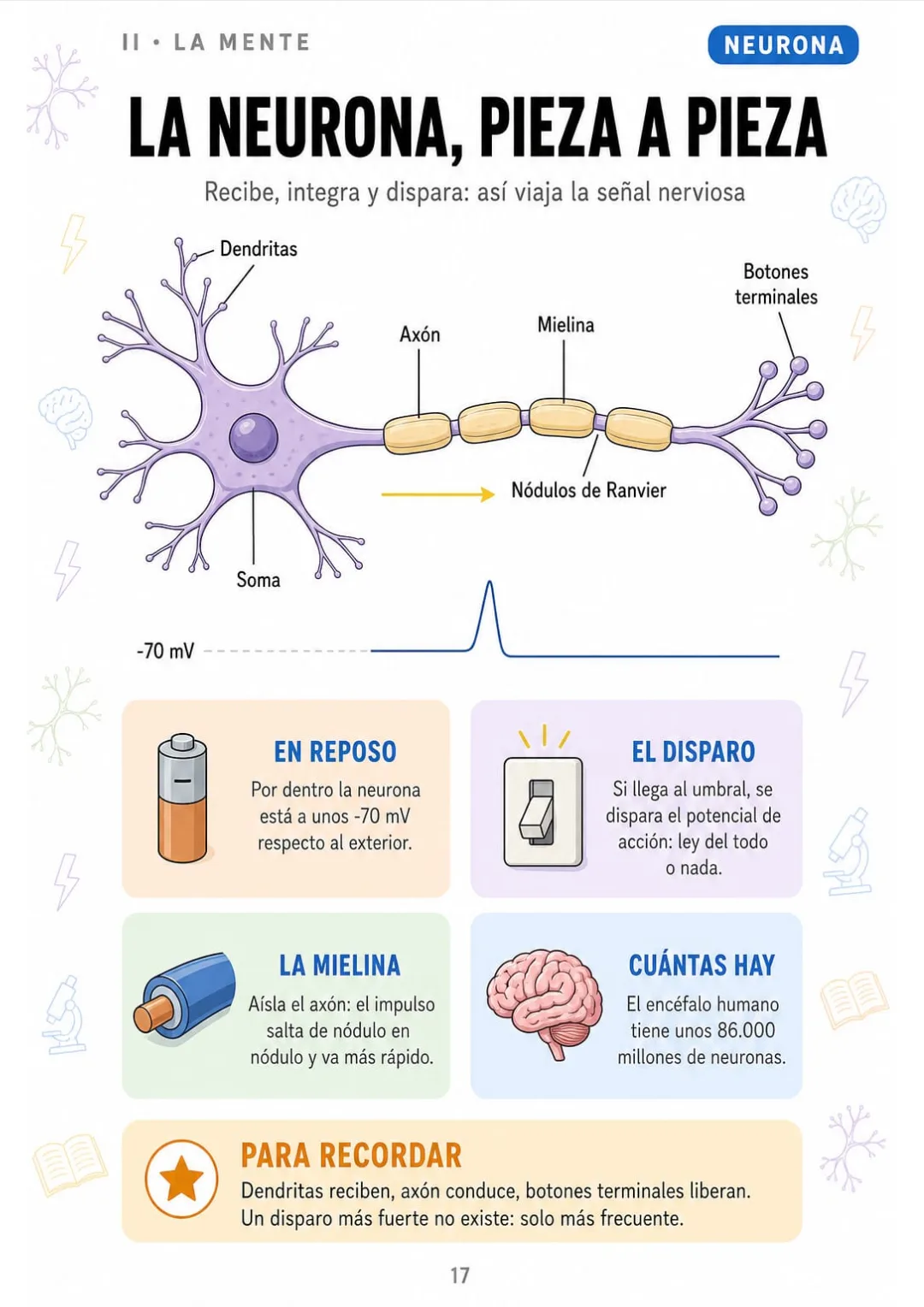 Reposo a -70 mV, disparo del todo o nada y 86.000 millones de neuronas
