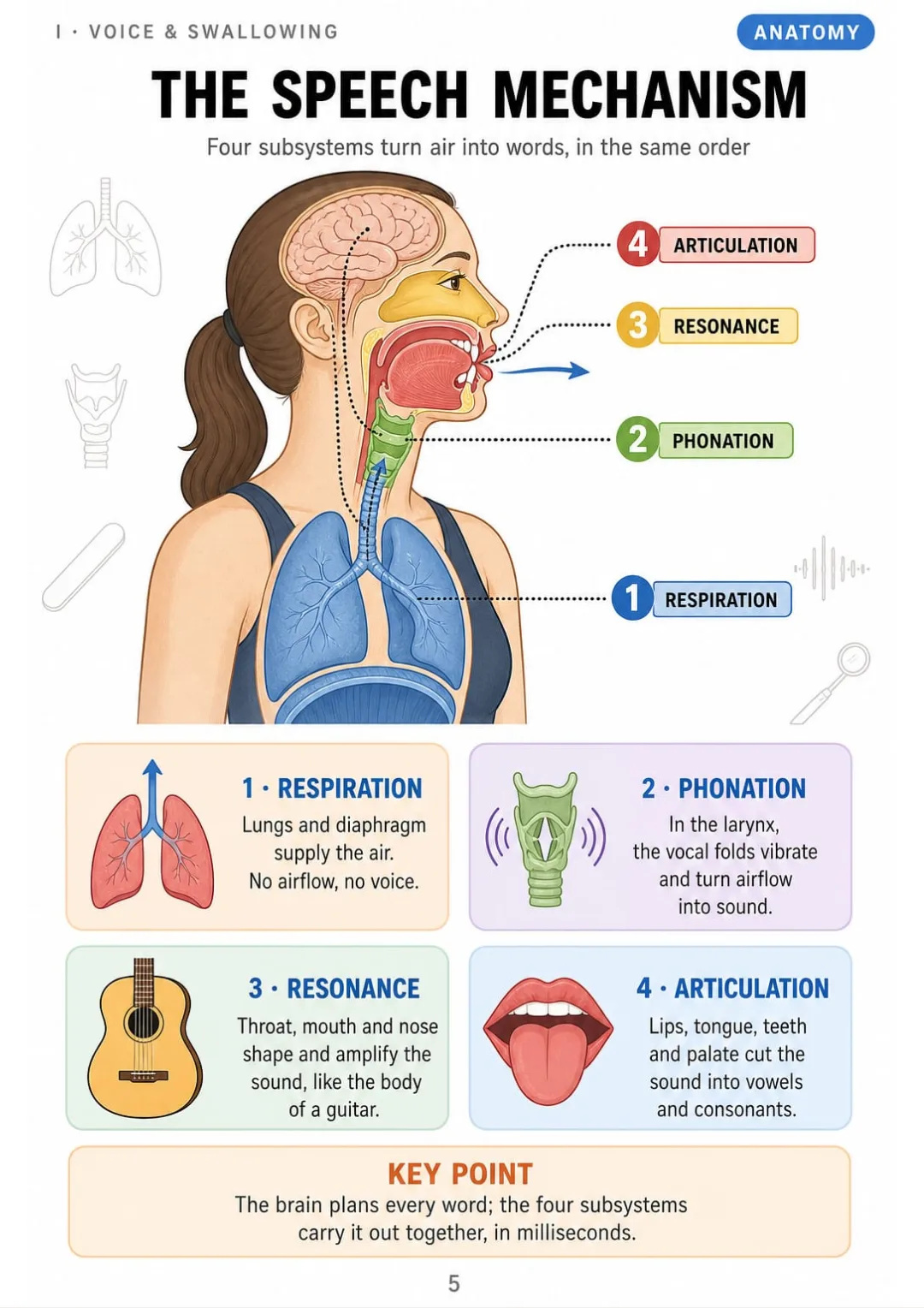 Respiration, phonation, resonance, articulation: the four subsystems of speech in four colors.